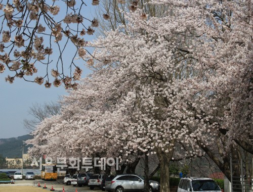 경남 고성의 대흥초등학교 운동장. 수령 50년 이상 된 이 나무들은 수세가 뛰어나 벚꽃이 만개하면 하늘이 보이지 않을 정도며 운동장 바닥은 벚꽃잎들로 온통 하얀 눈밭과 같이 뒤덮여 있다.