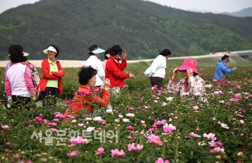 함박꽃과 꽃양귀비의 만남’행사는 오는 22일부터 5월말까지 일정으로 진행된다.