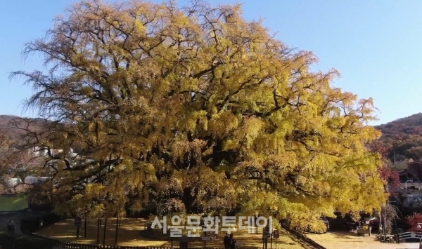 ▲인천 장수동 은행나무(사진=문화재청)