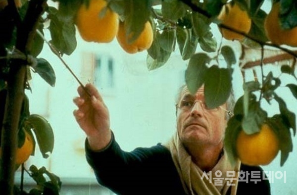 ▲개막작으로 선정된 빅토르 에리세 감독의 ‘햇빛 속의 모과나무’ (사진=네마프 제공)