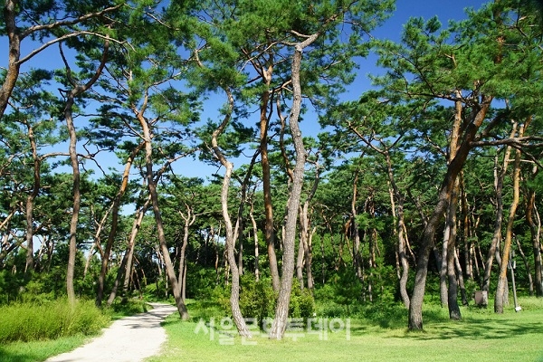 ▲남양주 사릉 소나무 숲 (사진=문화재청 제공)